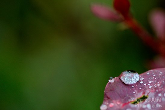 Rain_Drops_macro_nature_Landscape_Photography_005_Canon_EOS_5D_Mark_IV.JPG