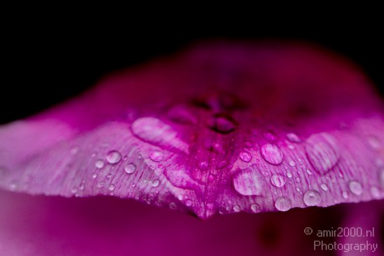Rain_Drops_macro_nature_Landscape_Photography_006_Canon_EOS_5D_Mark_IV.JPG