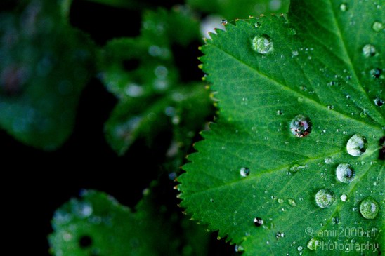 Rain_Drops_macro_nature_Landscape_Photography_008_Canon_EOS_5D_Mark_IV.JPG
