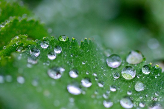 Rain_Drops_macro_nature_Landscape_Photography_009_Canon_EOS_5D_Mark_IV.JPG