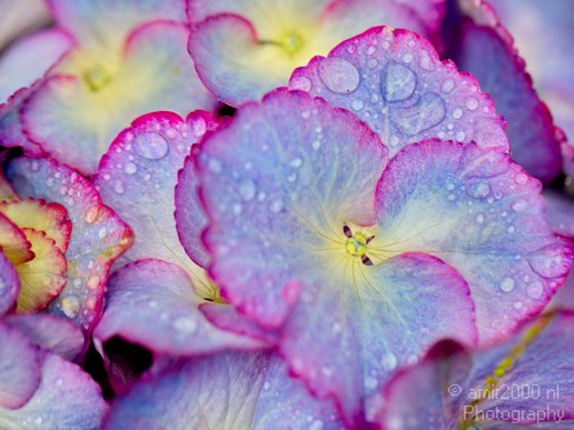 Rain_Drops_macro_nature_Landscape_Photography_010_Canon_EOS_5D_Mark_IV.JPG