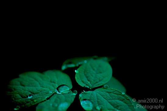 Rain_Drops_macro_nature_Landscape_Photography_011_Canon_EOS_5D_Mark_IV.JPG