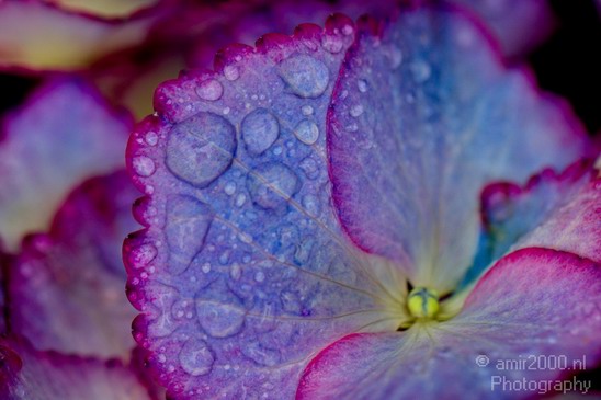 Rain_Drops_macro_nature_Landscape_Photography_012_Canon_EOS_5D_Mark_IV.JPG
