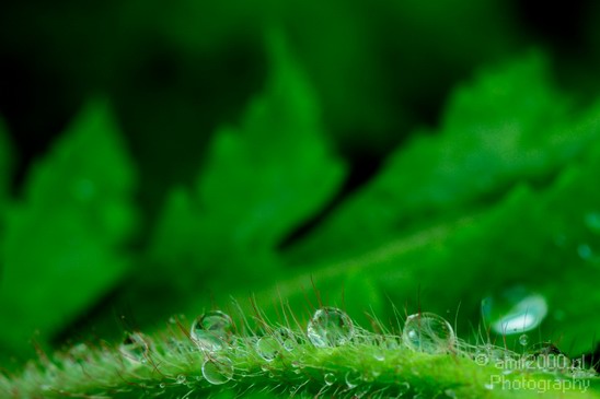 Rain_Drops_macro_nature_Landscape_Photography_014_Canon_EOS_5D_Mark_IV.JPG