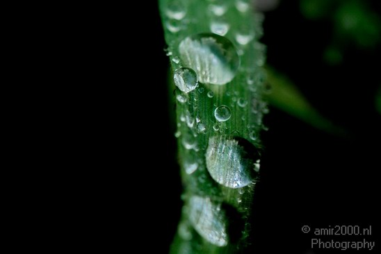 Rain_Drops_macro_nature_Landscape_Photography_015_Canon_EOS_5D_Mark_IV.JPG