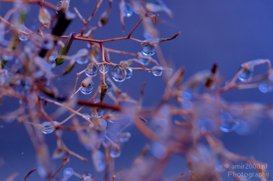 Rain_Drops_macro_nature_Landscape_Photography_016_Canon_EOS_5D_Mark_IV.JPG