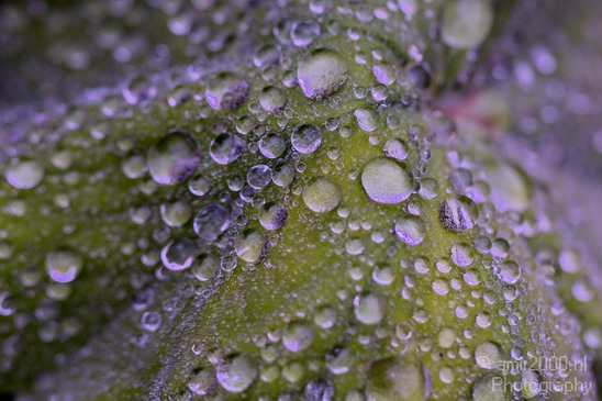 Rain_drops_macro_Nature_Landscape_Photography_001_Canon_EOS_5D_Mark_IV.JPG