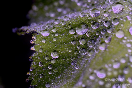 Rain_drops_macro_Nature_Landscape_Photography_002_Canon_EOS_5D_Mark_IV.JPG