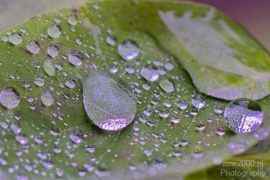 Rain_drops_macro_Nature_Landscape_Photography_003_Canon_EOS_5D_Mark_IV.JPG