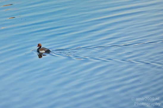 Red_Crested_pochard_ducks_nature_Landscape_Photography_001_Canon_EOS_5D_Mark_IV.JPG