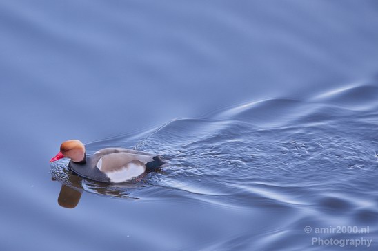 Red_Crested_pochard_ducks_nature_Landscape_Photography_002_Canon_EOS_5D_Mark_IV.JPG