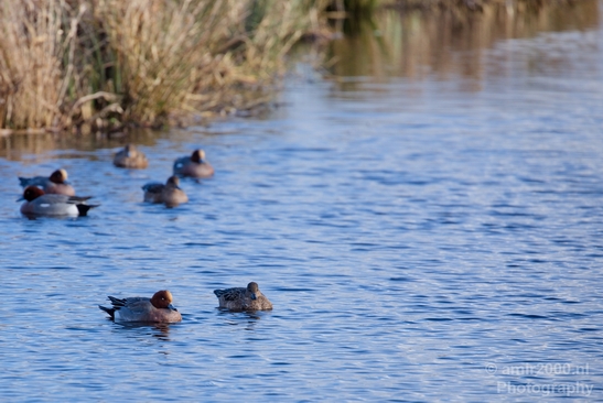 Red_Crested_pochard_ducks_nature_Landscape_Photography_004_Canon_EOS_5D_Mark_IV.JPG
