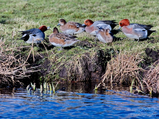 Red_Crested_pochard_ducks_nature_Landscape_Photography_005_Canon_EOS_5D_Mark_IV.JPG