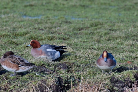 Red_Crested_pochard_ducks_nature_Landscape_Photography_006_Canon_EOS_5D_Mark_IV.JPG