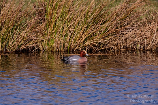 Red_Crested_pochard_ducks_nature_Landscape_Photography_007_Canon_EOS_5D_Mark_IV.JPG