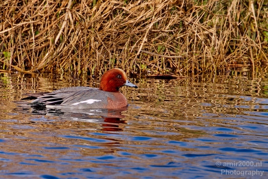 Red_Crested_pochard_ducks_nature_Landscape_Photography_008_Canon_EOS_5D_Mark_IV.JPG