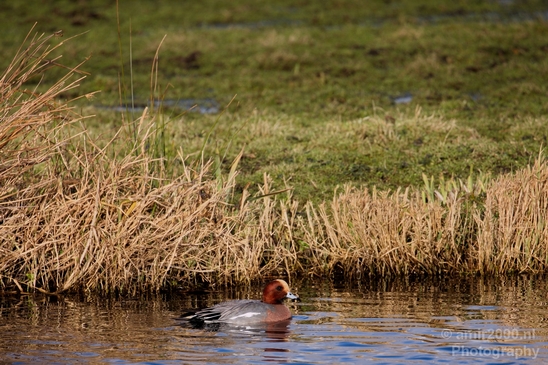 Red_Crested_pochard_ducks_nature_Landscape_Photography_009_Canon_EOS_5D_Mark_IV.JPG