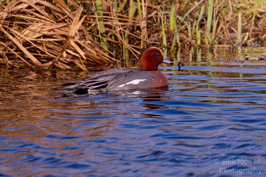 Red_Crested_pochard_ducks_nature_Landscape_Photography_010_Canon_EOS_5D_Mark_IV.JPG