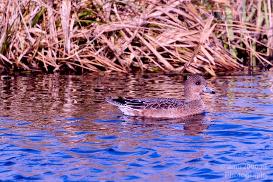 Red_Crested_pochard_ducks_nature_Landscape_Photography_011_Canon_EOS_5D_Mark_IV.JPG