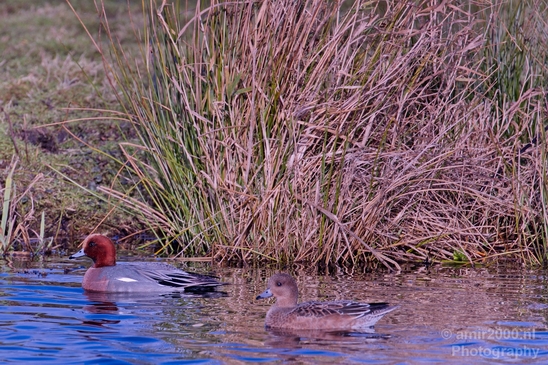 Red_Crested_pochard_ducks_nature_Photography_Landscape_001_Canon_EOS_5D_Mark_IV.JPG