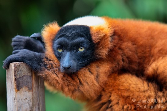 Red_ruffed_lemur_Artis_nature_Landscape_Photography_001_Canon_EOS_5D_Mark_IV.JPG