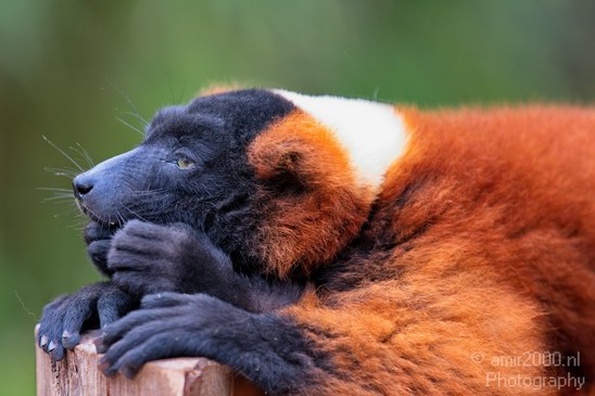 Red_ruffed_lemur_Artis_nature_Landscape_Photography_002_Canon_EOS_5D_Mark_IV.JPG