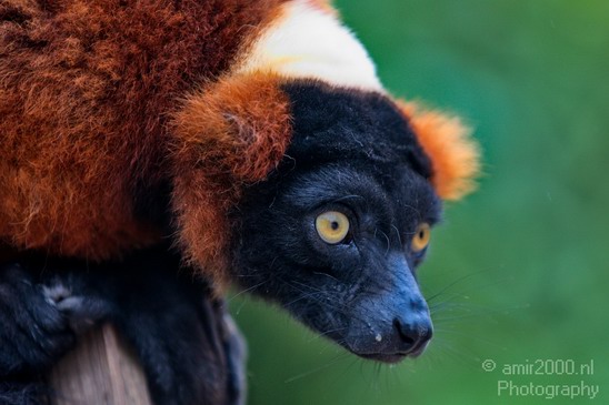 Red_ruffed_lemur_Artis_nature_Landscape_Photography_004_Canon_EOS_5D_Mark_IV.JPG