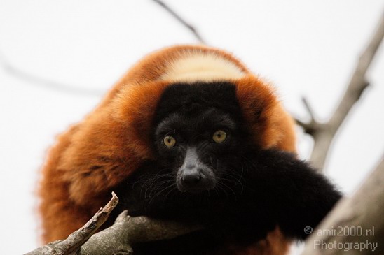 Red_ruffed_lemur_Artis_nature_Landscape_Photography_005_Canon_EOS_5D_Mark_IV.JPG