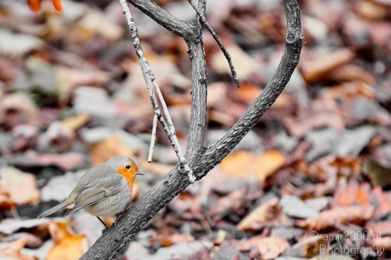 Robin_Red_Beast_nature_birds_Photography_002_Canon_EOS_5D_Mark_IV.JPG
