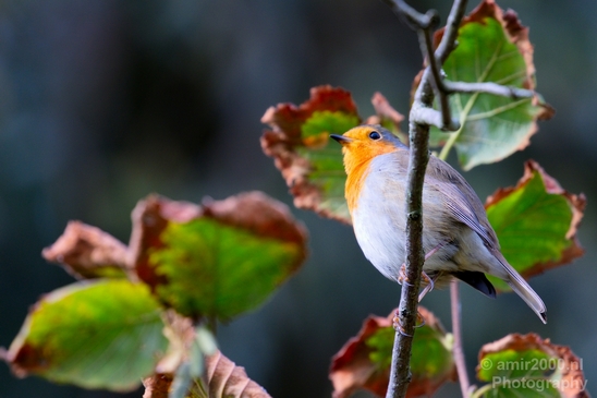 Roodborst_European_robin_birds_nature_Photography_001_Canon_EOS_5D_Mark_IV.JPG