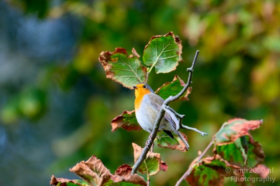 Roodborst_European_robin_birds_nature_Photography_002_Canon_EOS_5D_Mark_IV.JPG