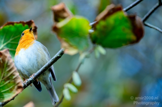 Roodborst_European_robin_birds_nature_Photography_003_Canon_EOS_5D_Mark_IV.JPG