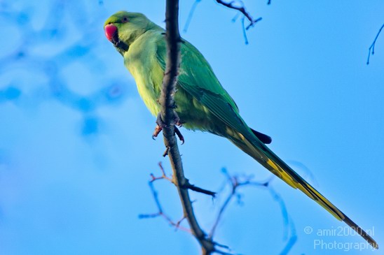 Rose_Ringed_parakeet_Birds_Photography_Landscape_001_Canon_EOS_5D_Mark_IV.JPG