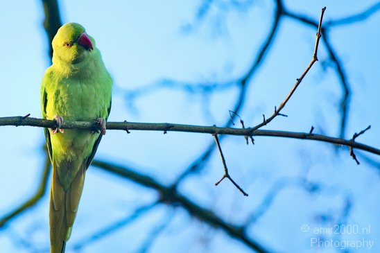 Rose_Ringed_parakeet_Birds_Photography_Landscape_002_Canon_EOS_5D_Mark_IV.JPG