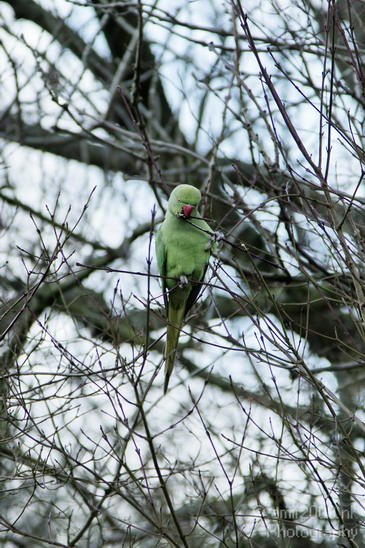 Rose_Ringed_parakeet_Birds_Photography_Landscape_002_Canon_EOS_7D.JPG