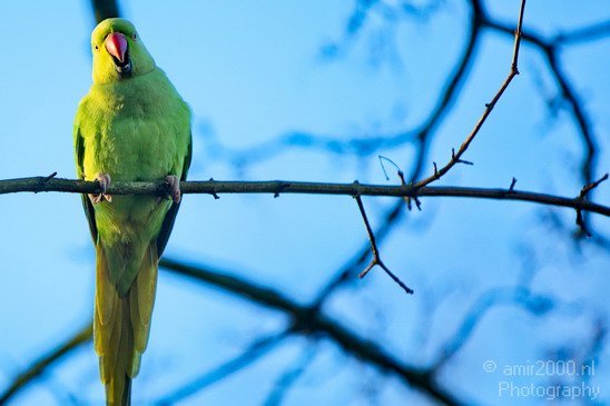 Rose_Ringed_parakeet_Birds_Photography_Landscape_003_Canon_EOS_5D_Mark_IV.JPG