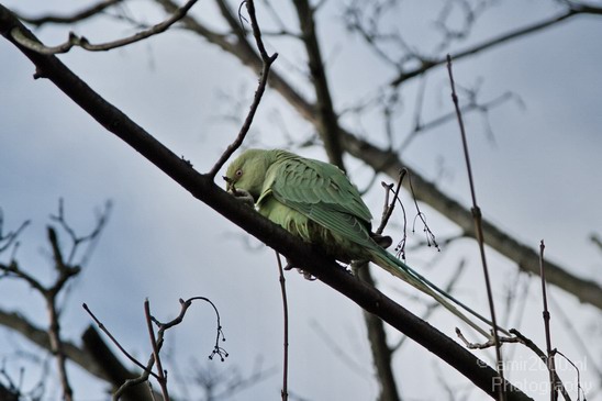 Rose_Ringed_parakeet_Birds_Photography_Landscape_003_Canon_EOS_7D.JPG