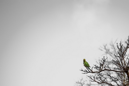 Rose_Ringed_parakeet_Birds_Photography_Landscape_004_Canon_EOS_5D_Mark_IV.JPG