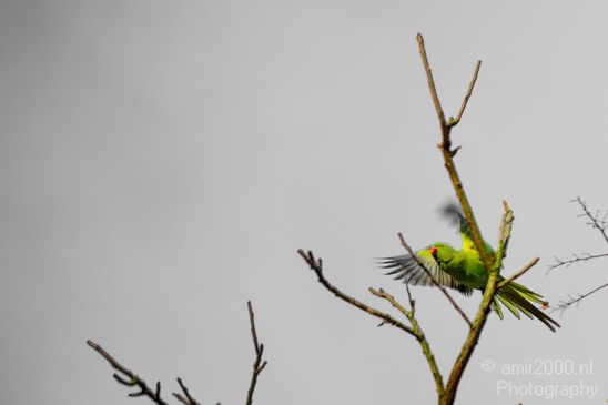 Rose_Ringed_parakeet_Birds_Photography_Landscape_005_Canon_EOS_5D_Mark_IV.JPG