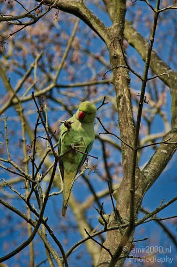 Rose_Ringed_parakeet_Birds_Photography_Landscape_005_Canon_EOS_7D.JPG