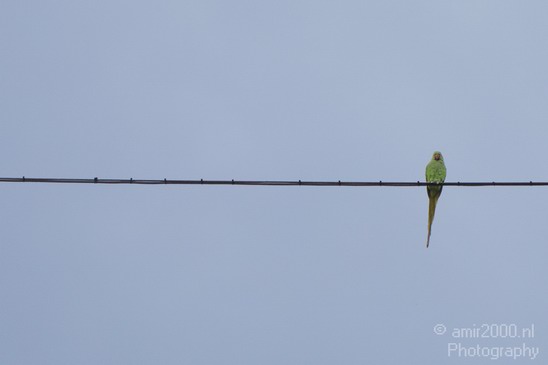 Rose_Ringed_parakeet_Birds_Photography_Landscape_006_Canon_EOS_5D_Mark_IV.JPG