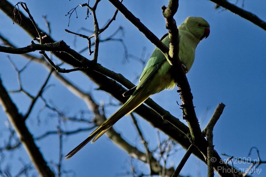 Rose_Ringed_parakeet_Birds_Photography_Landscape_006_Canon_EOS_7D.JPG