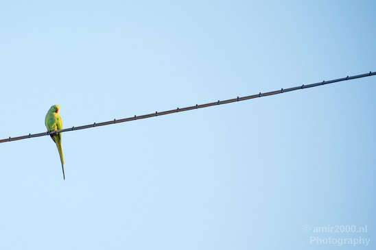 Rose_Ringed_parakeet_Birds_Photography_Landscape_007_Canon_EOS_5D_Mark_IV.JPG