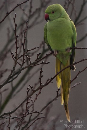 Rose_Ringed_parakeet_Birds_Photography_Landscape_007_Canon_EOS_7D.JPG