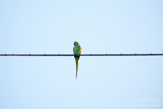 Rose_Ringed_parakeet_Birds_Photography_Landscape_008_Canon_EOS_5D_Mark_IV.JPG