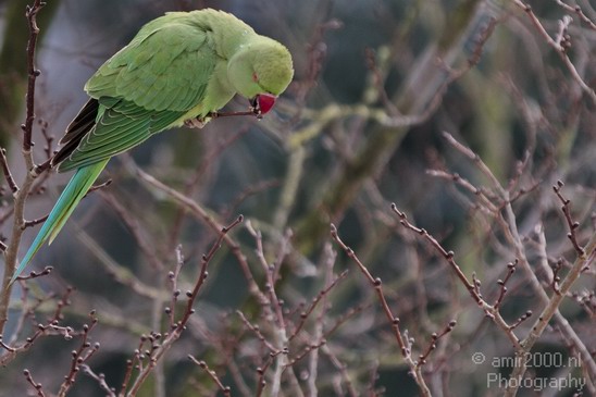 Rose_Ringed_parakeet_Birds_Photography_Landscape_008_Canon_EOS_7D.JPG
