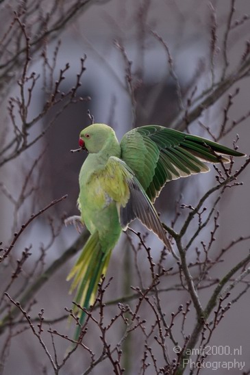 Rose_Ringed_parakeet_Birds_Photography_Landscape_009_Canon_EOS_7D.JPG