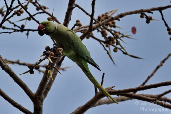 Rose_Ringed_parakeet_Birds_Photography_Landscape_010_Canon_EOS_7D.JPG