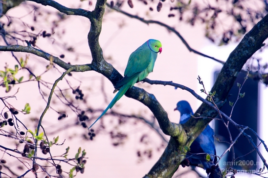 Rose_Ringed_parakeet_Birds_Photography_Landscape_011_Canon_EOS_5D_Mark_IV.JPG