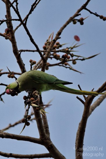 Rose_Ringed_parakeet_Birds_Photography_Landscape_011_Canon_EOS_7D.JPG